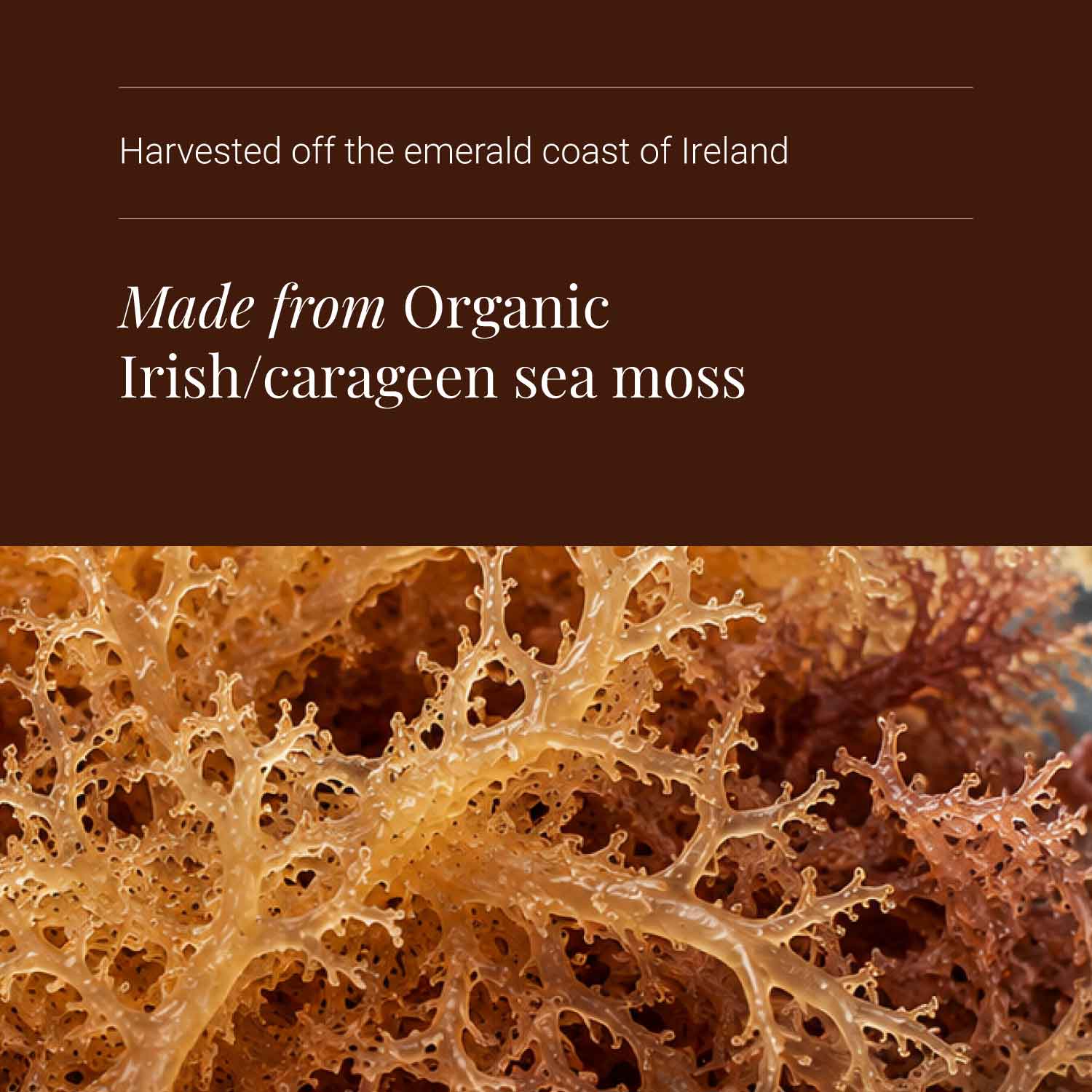 KIKI Health Organic Irish Sea Moss 90 Vegicaps - Image 7