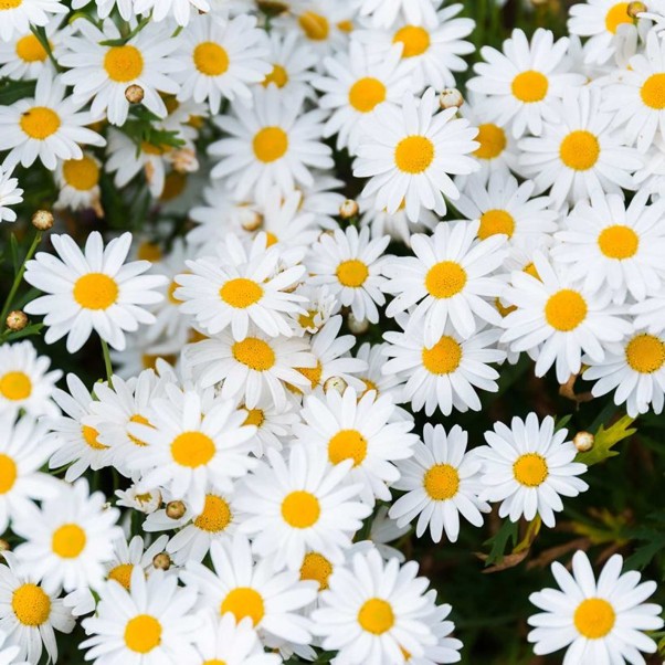 Alteya Organic Chamomile Blue Essential Oil 5ml - Image 2