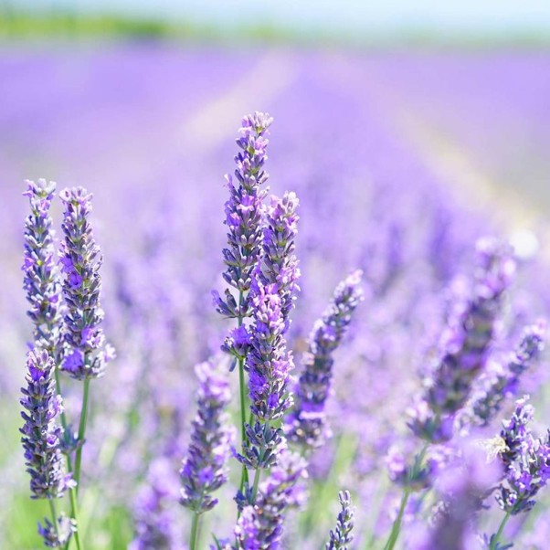 Alteya Organic Lavender Essential Oil 10ml - Image 2