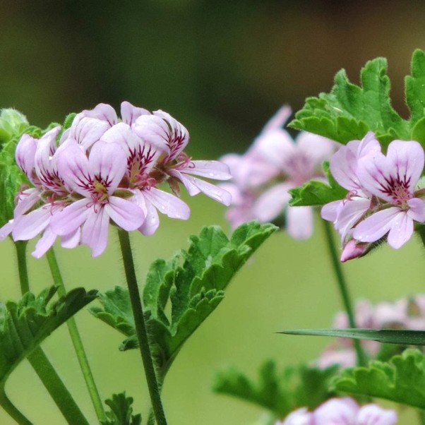 Alteya Organic Rose Geranium Essential Oil 5ml - Image 3