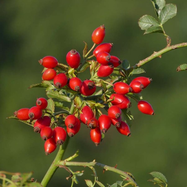 Alteya Organic Rosehip Seed Oil 50ml - Image 2