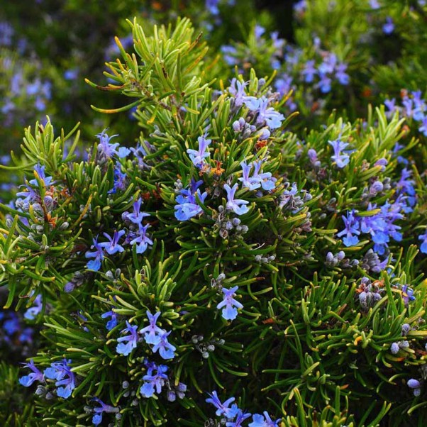 Alteya Organic Rosemary Essential Oil 10ml - Image 2